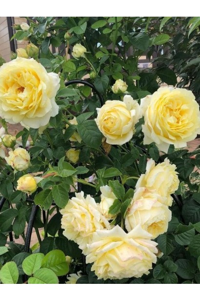 Rosa climber Cyrano de Bergerac